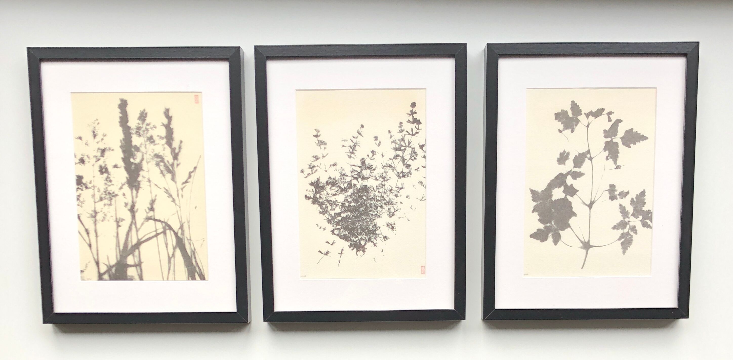 Framed lithograph - extract from the notebook "Les Natugraphies" - Albert de Visscher