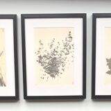 Framed lithograph - extract from the notebook "Les Natugraphies" - Albert de Visscher