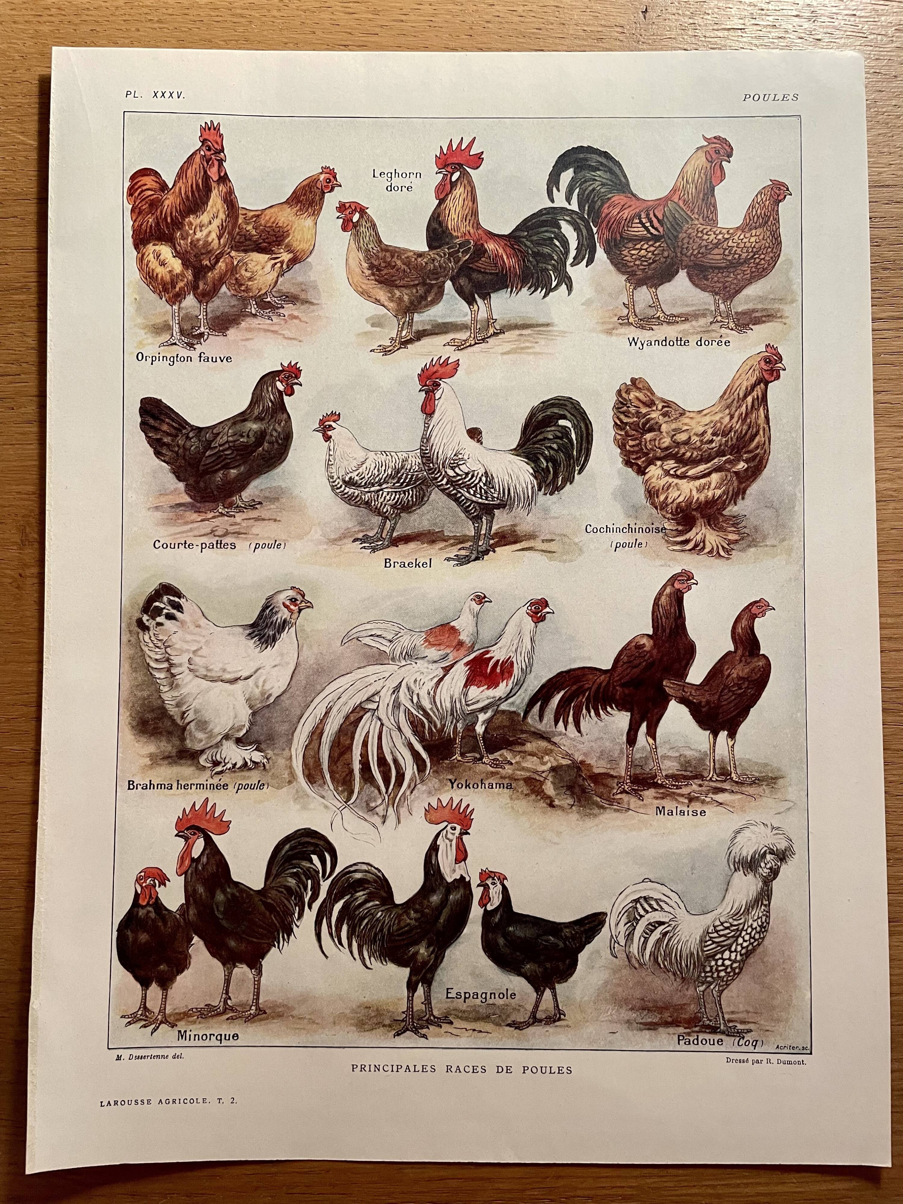 Lithograph on hens (XXXV) - 1920