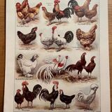 Lithograph on hens (XXXV) - 1920