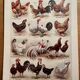 Lithograph on hens (XXXV) - 1920