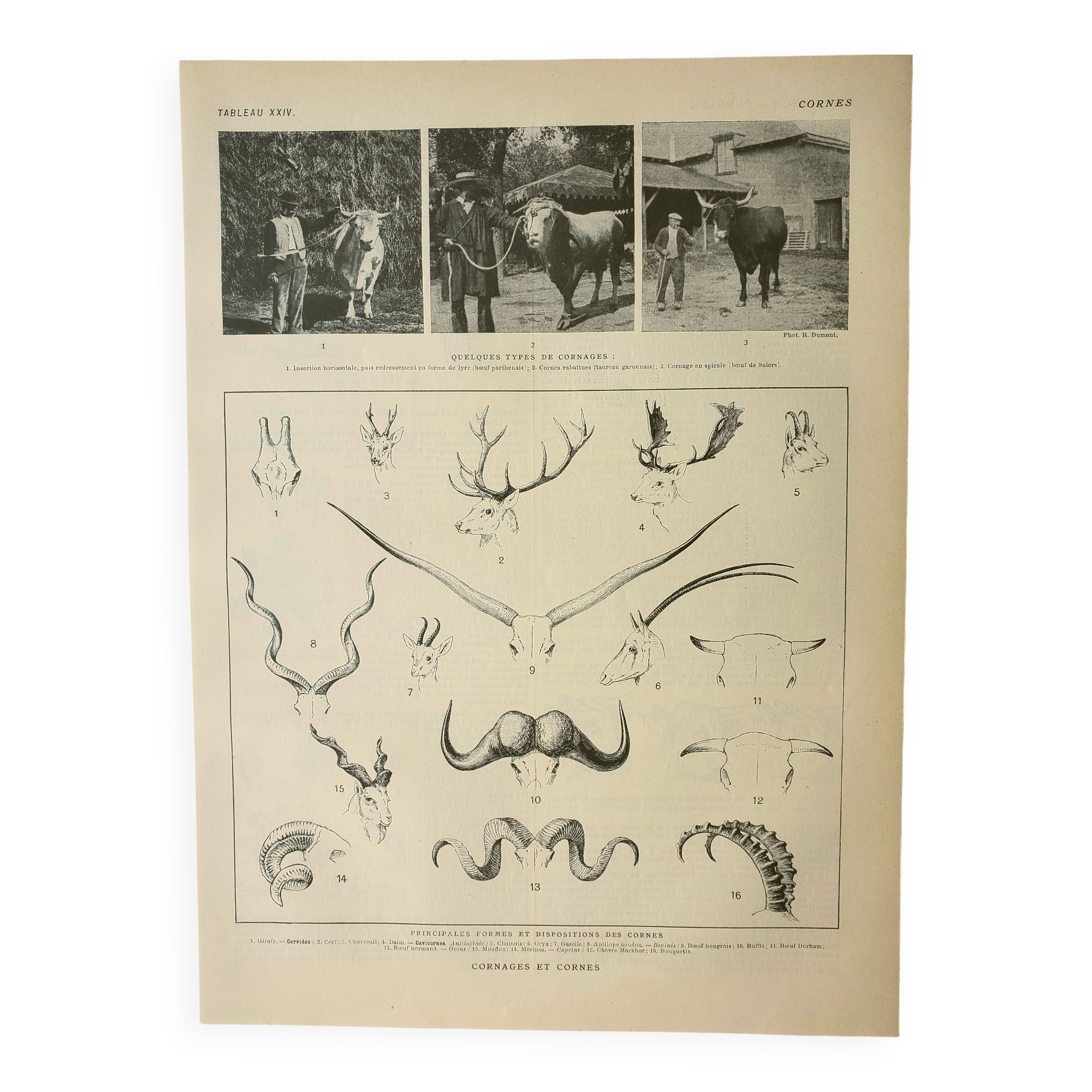 Antique engraving 1922, Animal horns, shapes, deer • Lithograph, original illustration