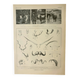 Gravure ancienne 1922, Cornes d'animaux, formes, cervidée • Lithographie, illustration originale