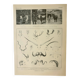 Antique engraving 1922, Animal horns, shapes, deer • Lithograph, original illustration