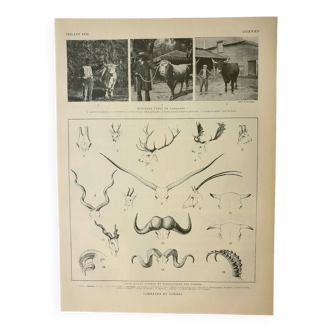 Gravure ancienne 1922, Cornes d'animaux, formes, cervidée • Lithographie, illustration originale