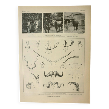 Antique engraving 1922, Animal horns, shapes, deer • Lithograph, original illustration