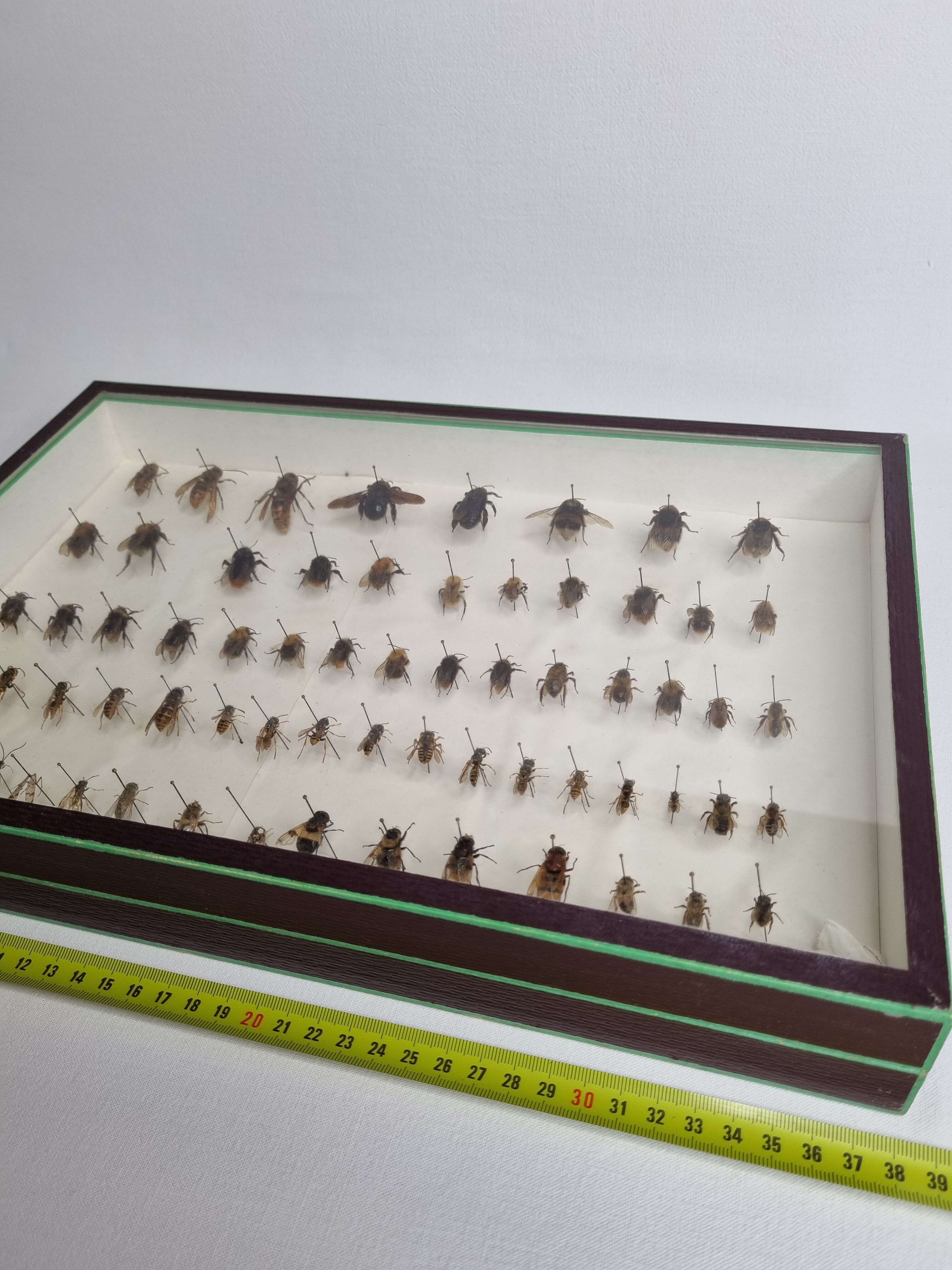 Collection d'entomologiste 67 variétés d'hyménoptères