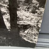 Film photograph by bernard darot, afiap club nantais, flow of light in the forest