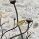 Wrought iron floor lamp and glass paste lampshade