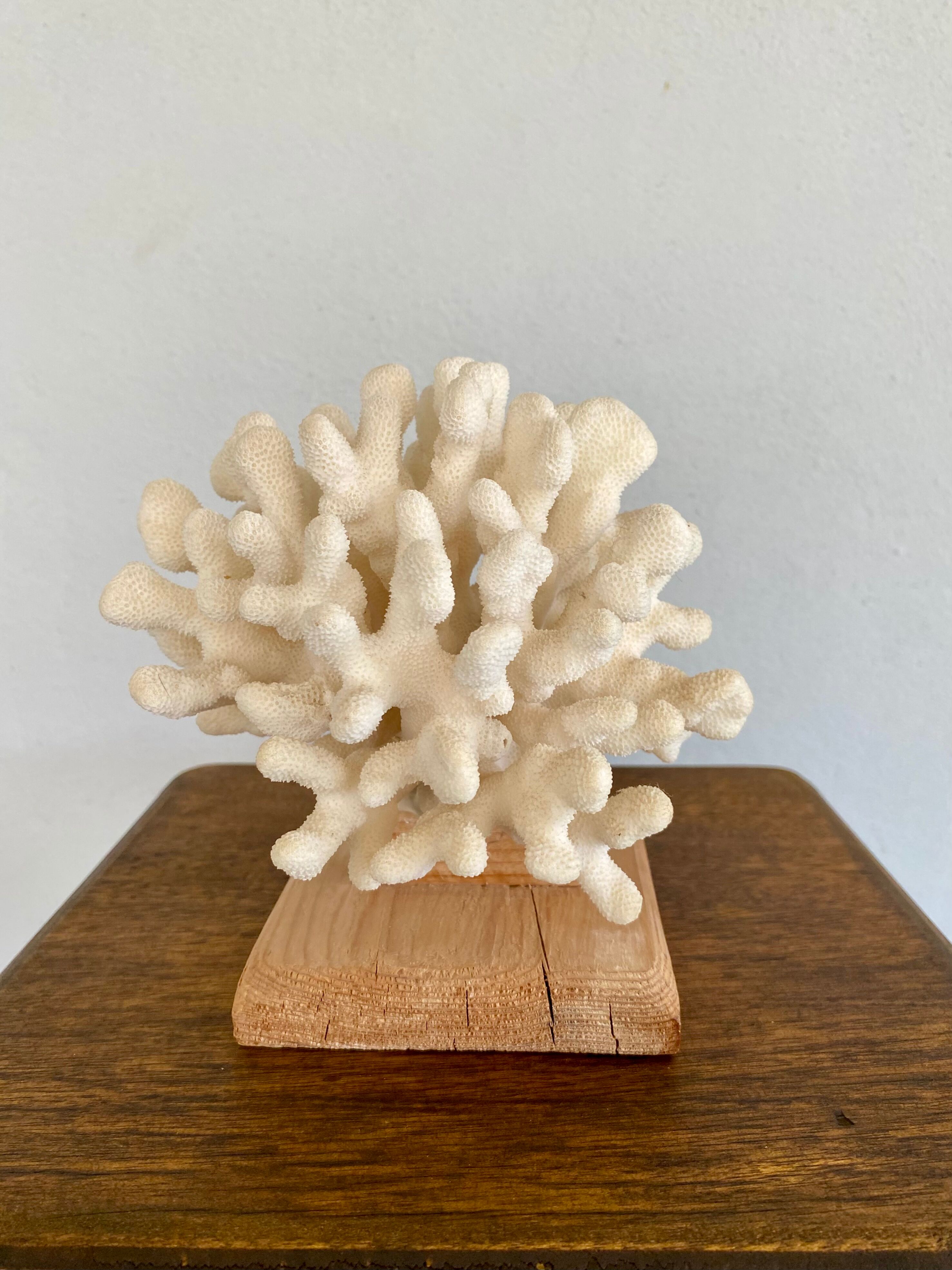 Coral on raw wood base