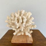Coral on raw wood base