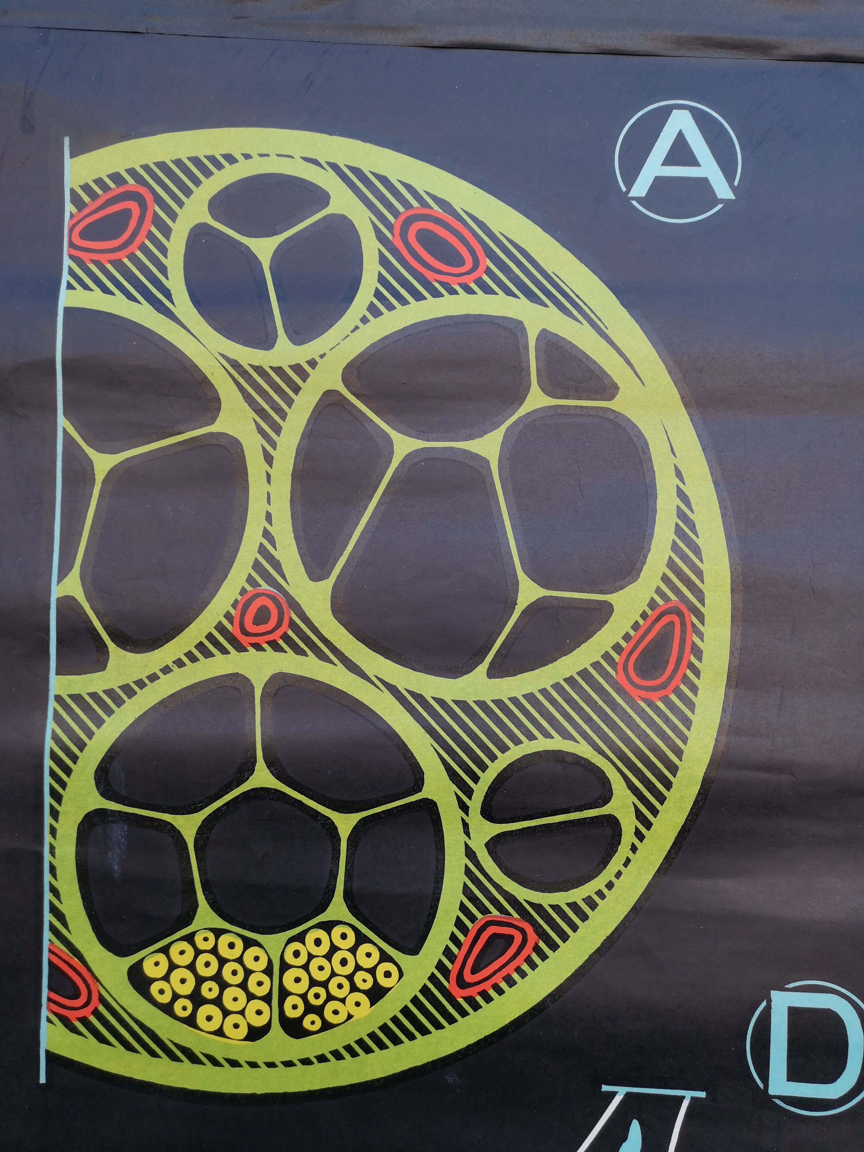 School poster of doctor Auzoux nerve tissue