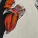 Coq - contemporary oil painting on canvas