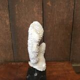 Coral on plinth