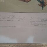 Poster ancient botanical flowers