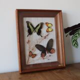 Frame naturalized butterflies