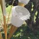 Vintage floor lamp in gilded brass with 5 glass tulips from the 50s