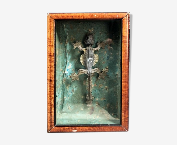 Vitrine de cabinet de curiosité