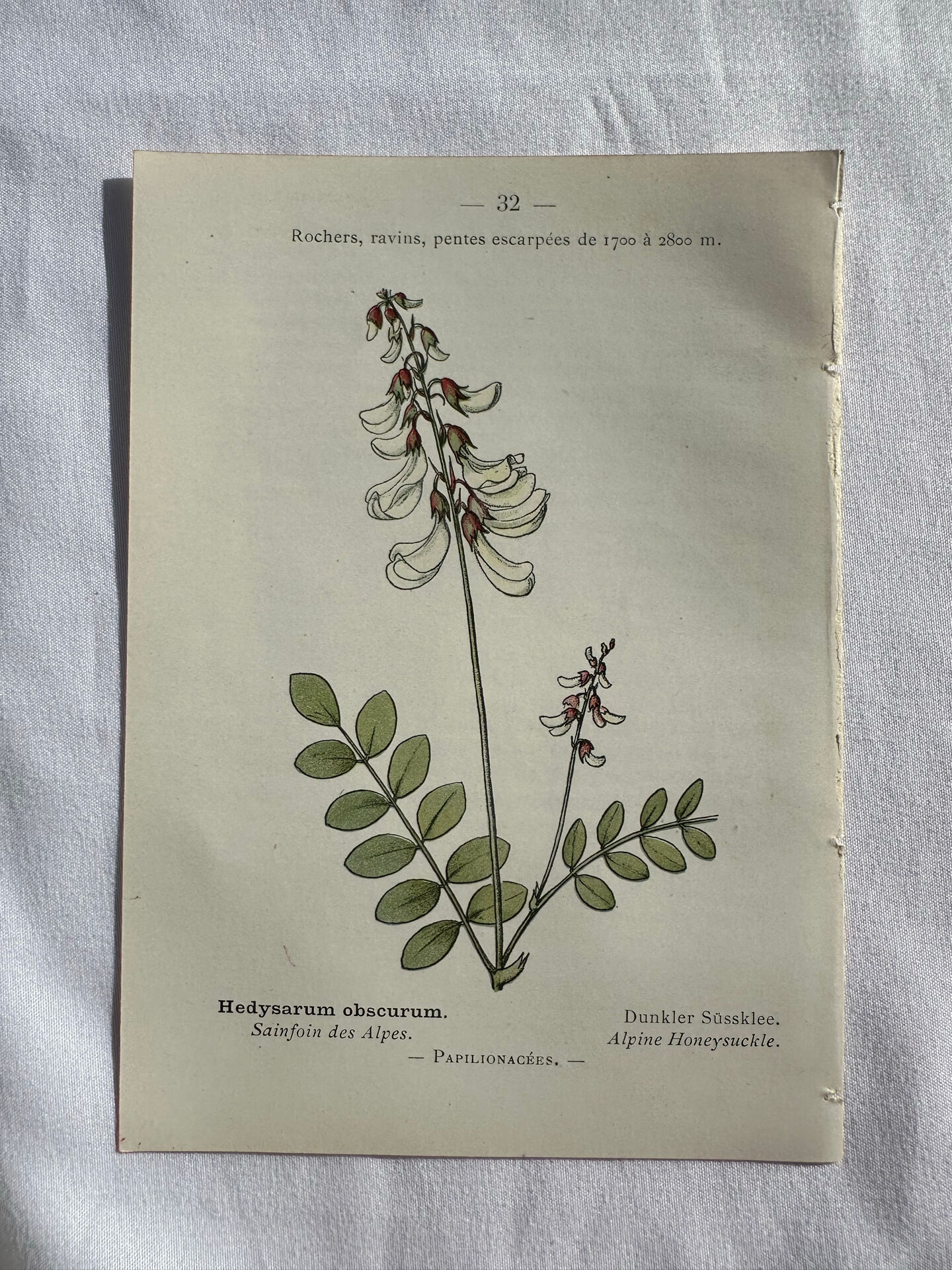 Botanical engraving French flower lithograph naturalist plate 19th century