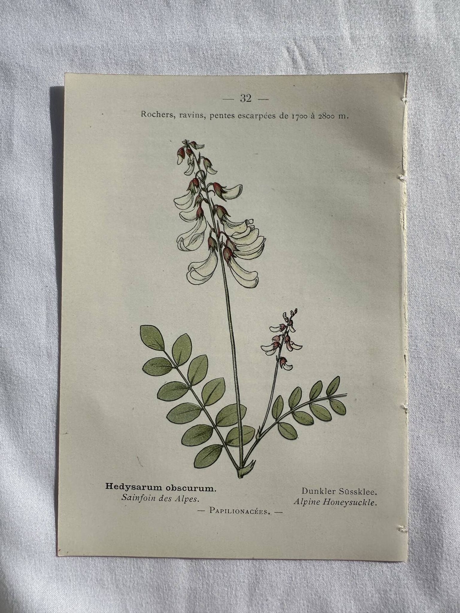 Botanical engraving French flower lithograph naturalist plate 19th century