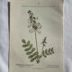 Botanical engraving French flower lithograph naturalist plate 19th century