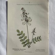 Botanical engraving French flower lithograph naturalist plate 19th century