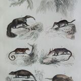 Original zoological plate " little grey of siberia, palmiste,... - buffon 1838