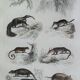 Original zoological plate "Siberian grey heron, palm tree,... - Buffon 1838