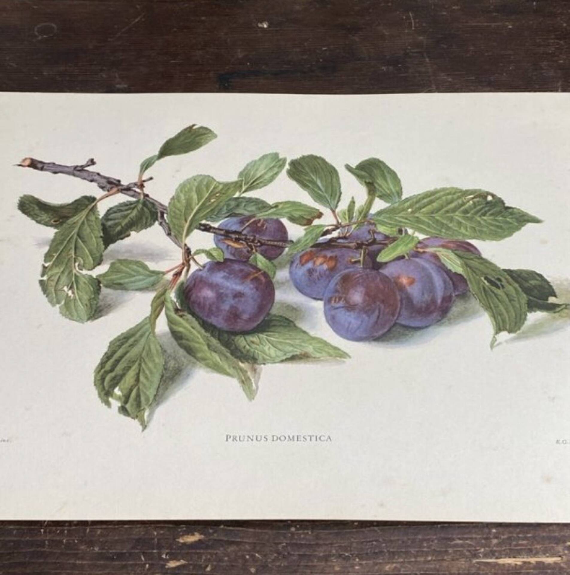 Botanical poster, Prunus Domestica, framed in glass wood.