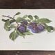 Botanical poster, Prunus Domestica, framed in glass wood.