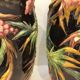 Paire de vases "Aux Hérons" Barbotine Longchamp, début 20ème