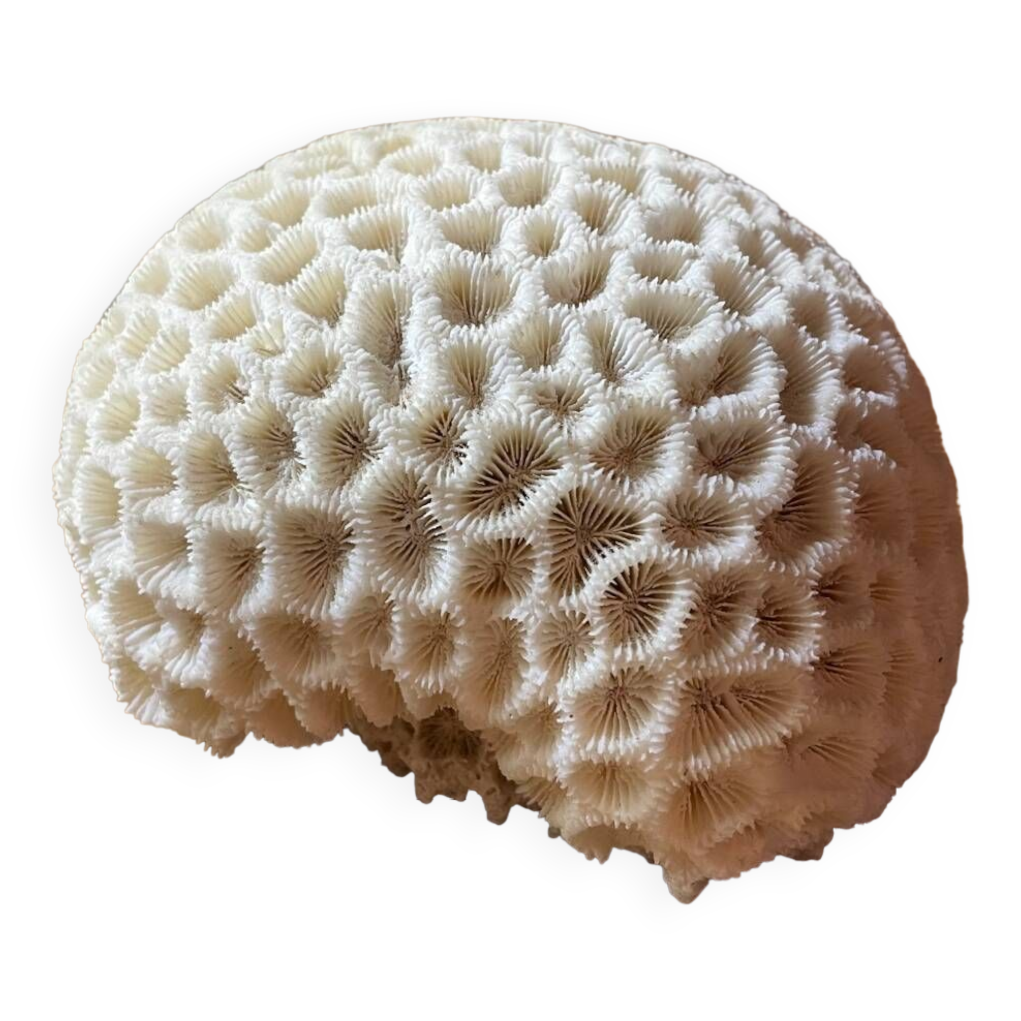 “Brain” coral