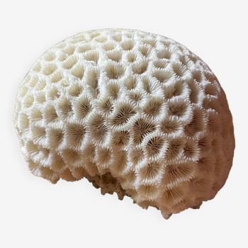 “Brain” coral