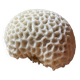 “Brain” coral