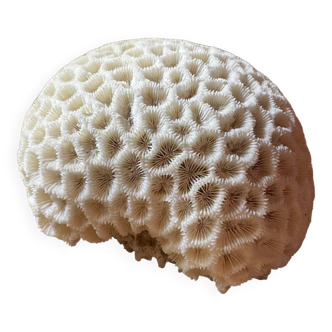 “Brain” coral