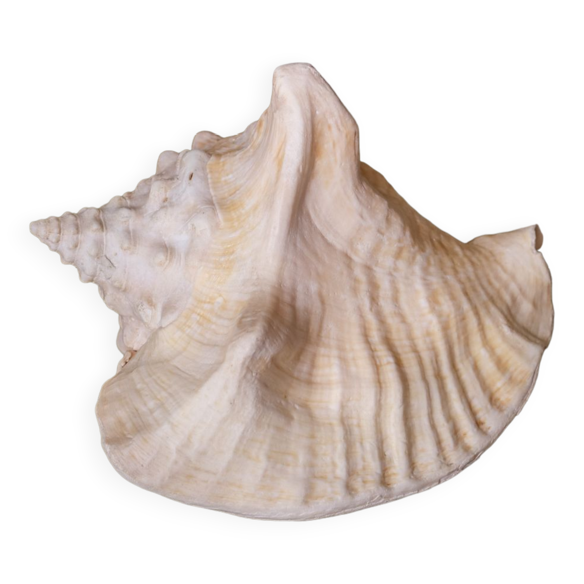 Shell