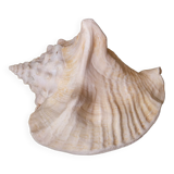Shell