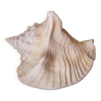 Shell