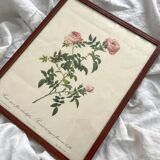 Framed lithograph roses Pierre Joseph Redouté, vintage botanical poster