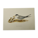 Old ornithology plate 1960 - Little Tern - Illustration beach sea