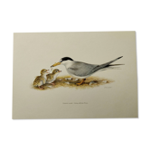 Old ornithology plate 1960 - Little Tern - Illustration beach sea