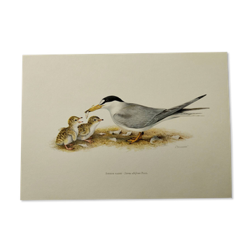 Old ornithology plate 1960 - Little Tern - Illustration beach sea