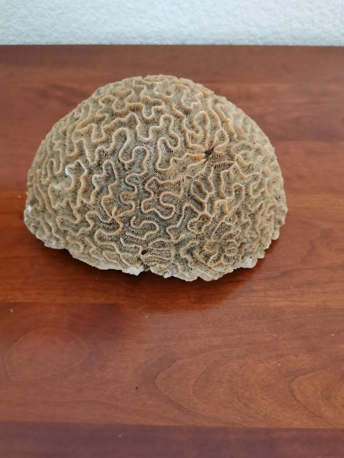 Brain coral