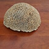 Brain coral