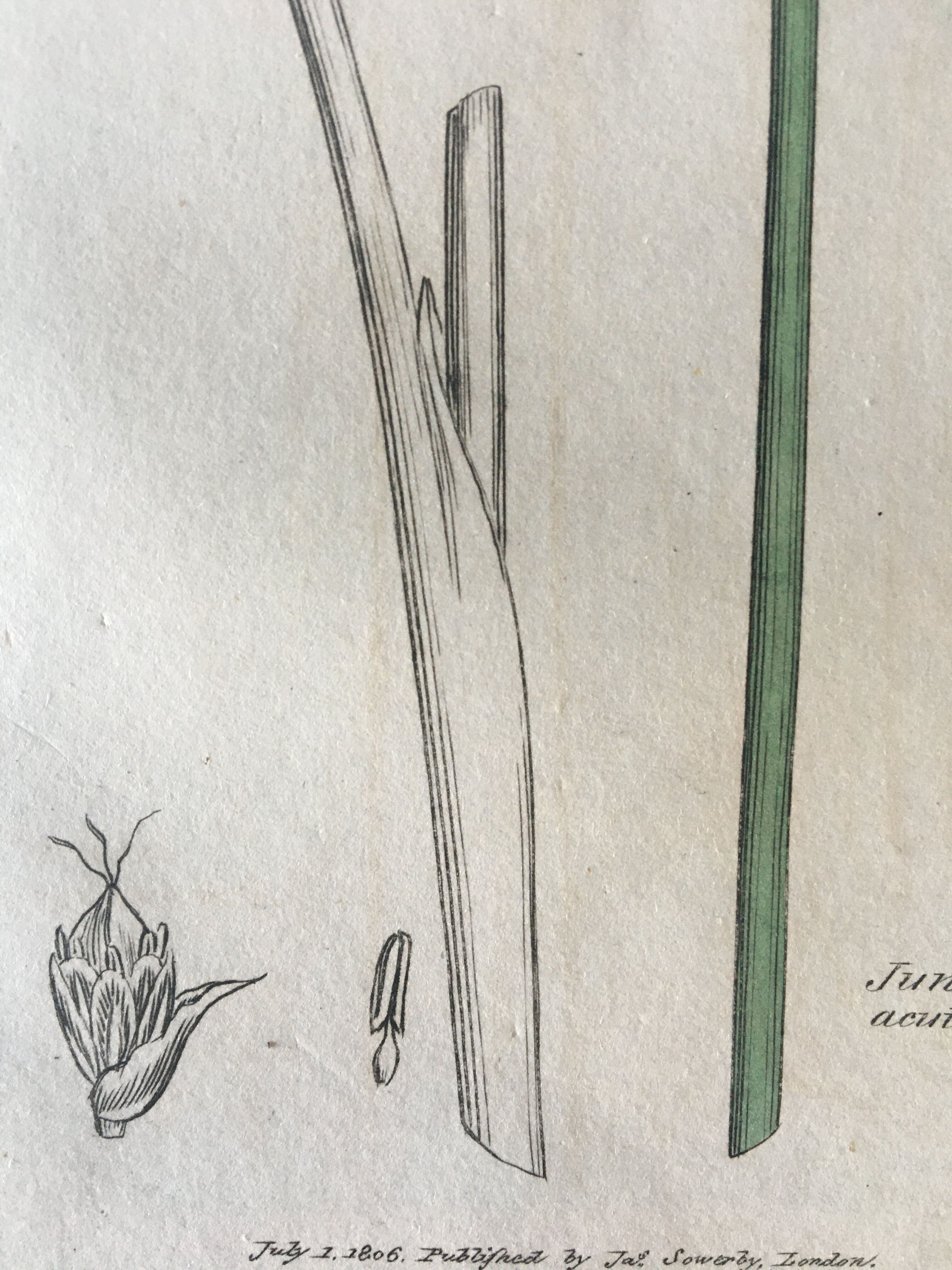 Duo de planches botaniques anglaises , édition 1809