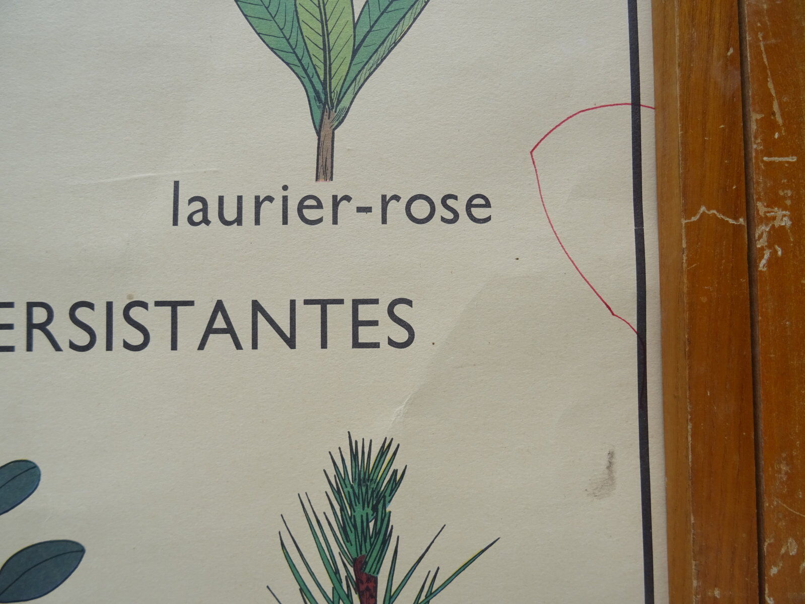 Set of 10 Rossignol posters on plants with frame