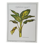 Diffenbecchia botanical board