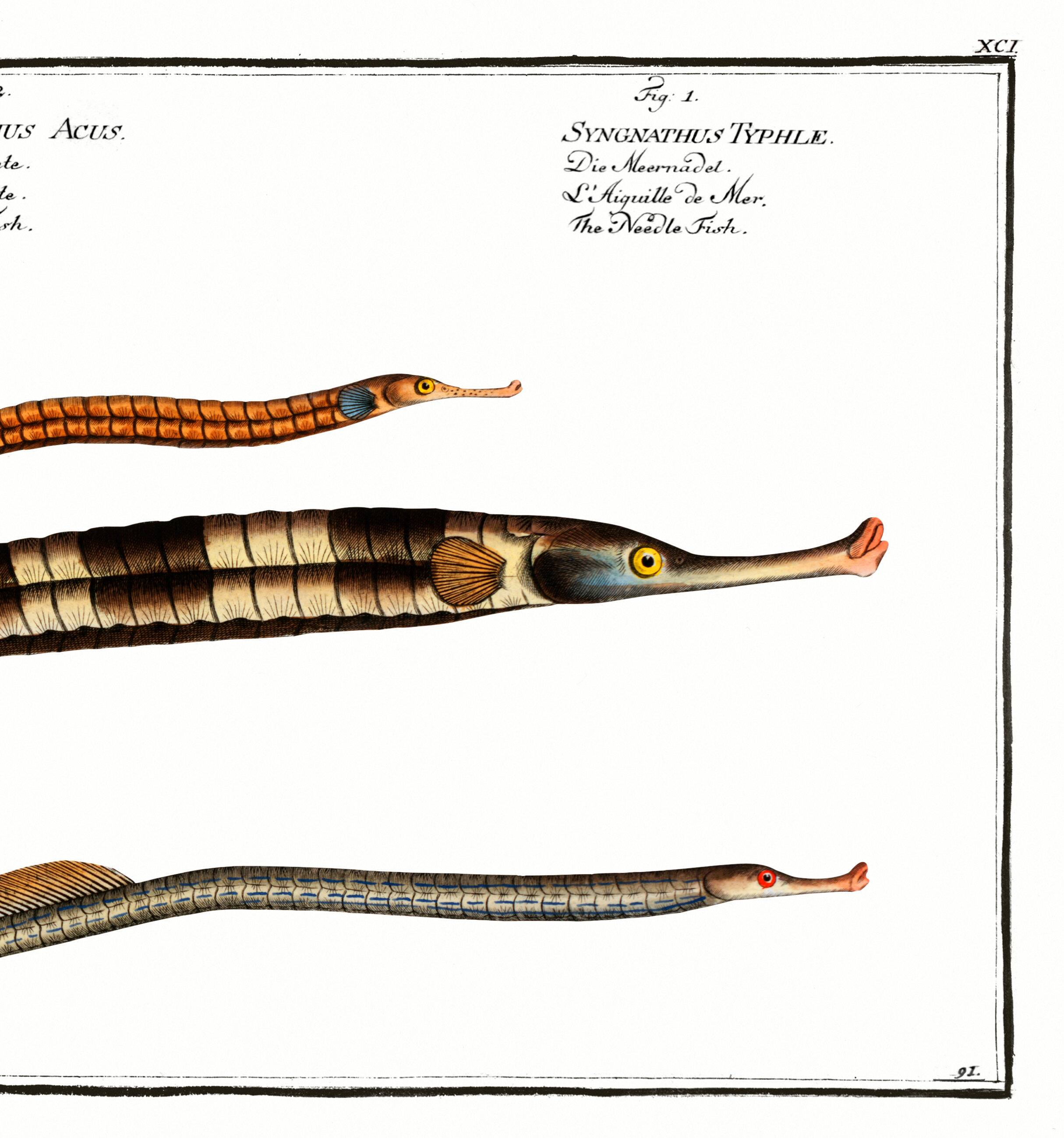 Poster about needlefish, based on an old engraving from 1746.