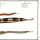 Poster about needlefish, based on an old engraving from 1746.