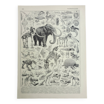 Gravure ancienne 1928, Paléontologie 2, fossiles, préhistoire • Lithographie, Planche originale